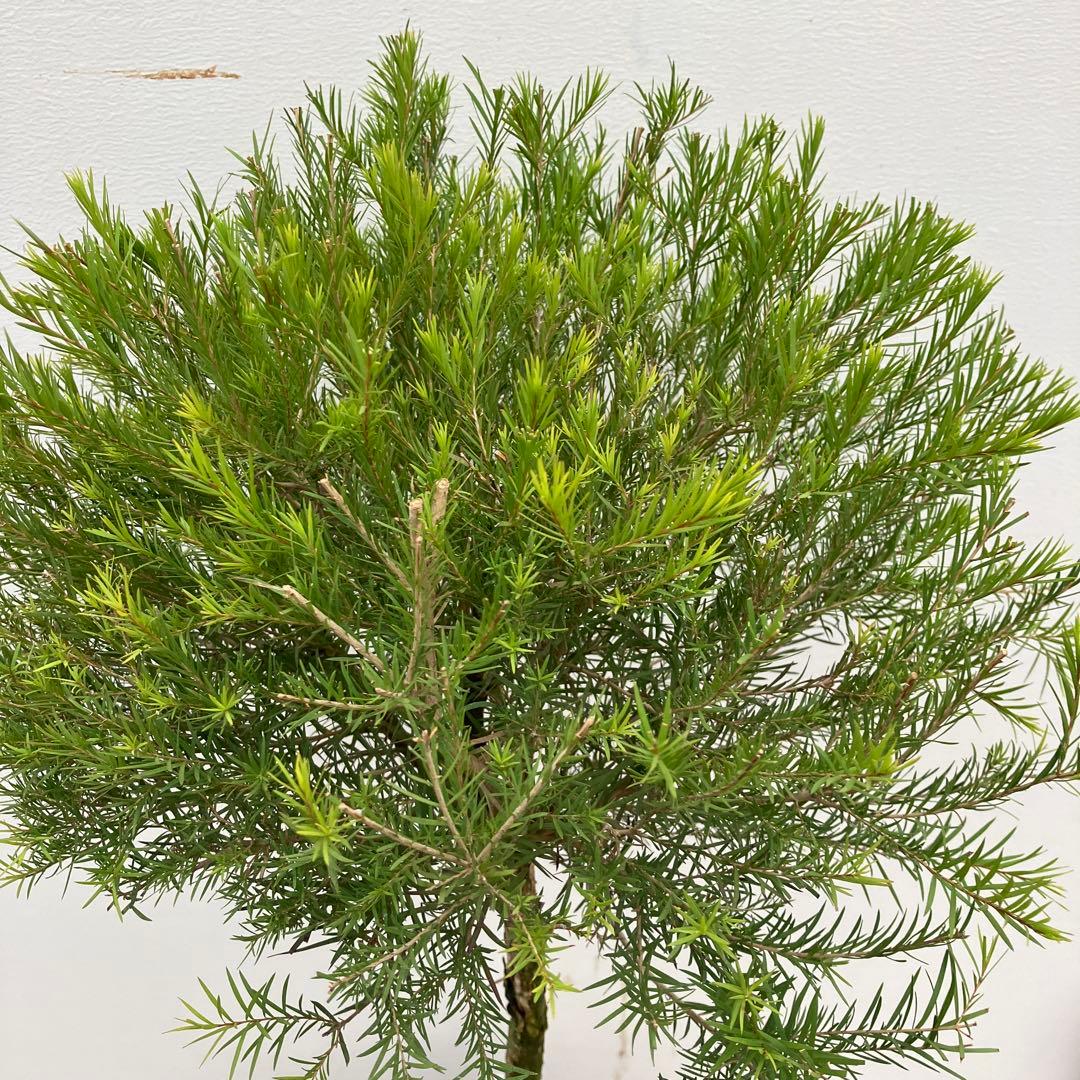 常緑樹　メラレウカ　メディカルティーツリー　トピアリー仕立て