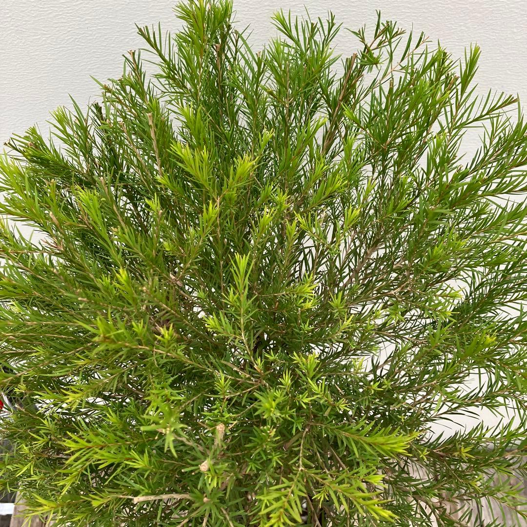 常緑樹　メラレウカ　メディカルティーツリー　トピアリー仕立て