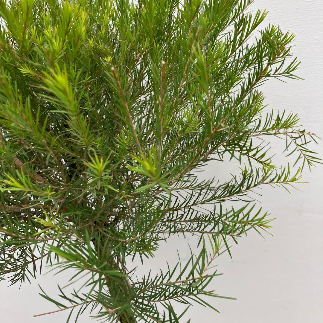 常緑樹　メラレウカ　メディカルティーツリー　トピアリー仕立て