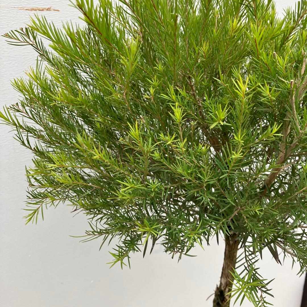 常緑樹　メラレウカ　メディカルティーツリー　トピアリー仕立て