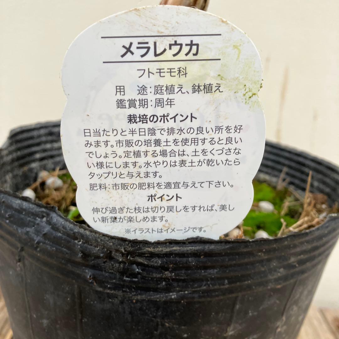 常緑樹　メラレウカ　メディカルティーツリー　トピアリー仕立て