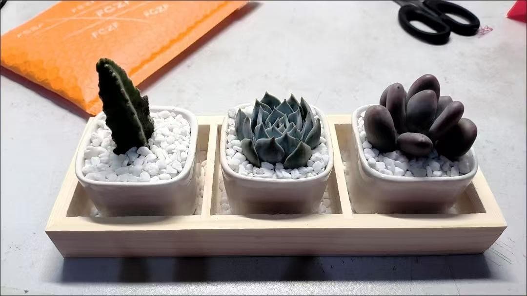 多肉植物セット 陶器鉢と木製トレイ付き