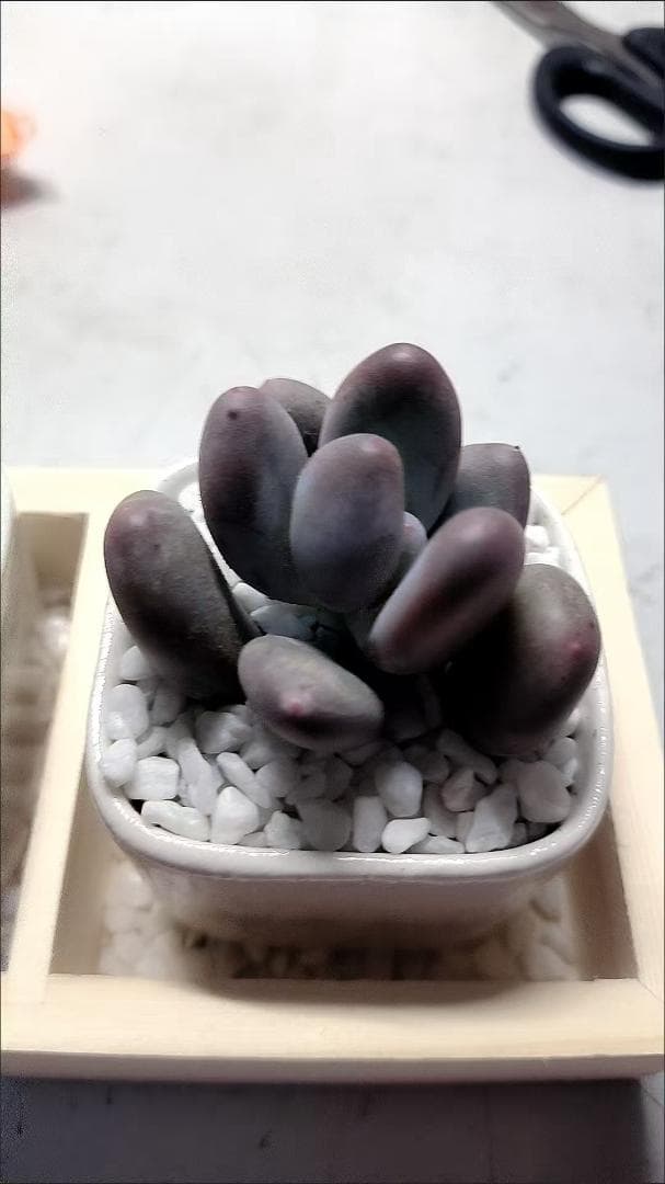 多肉植物セット 陶器鉢と木製トレイ付き