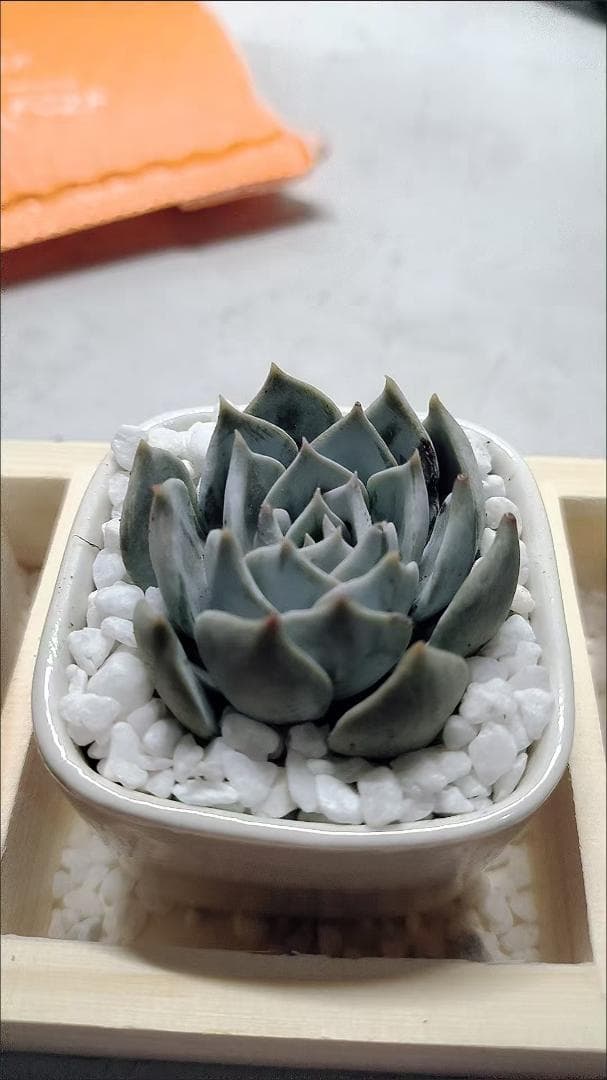 多肉植物セット 陶器鉢と木製トレイ付き