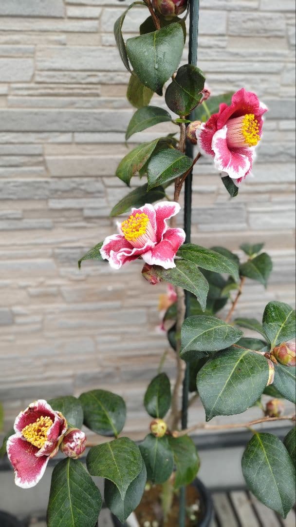 隠れ磯　椿
