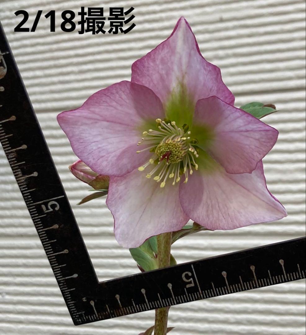⑩クリロー SSピンクHarvington Rebekah ハリビングトンリベカ