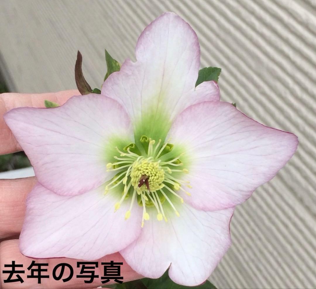 ⑩クリロー SSピンクHarvington Rebekah ハリビングトンリベカ