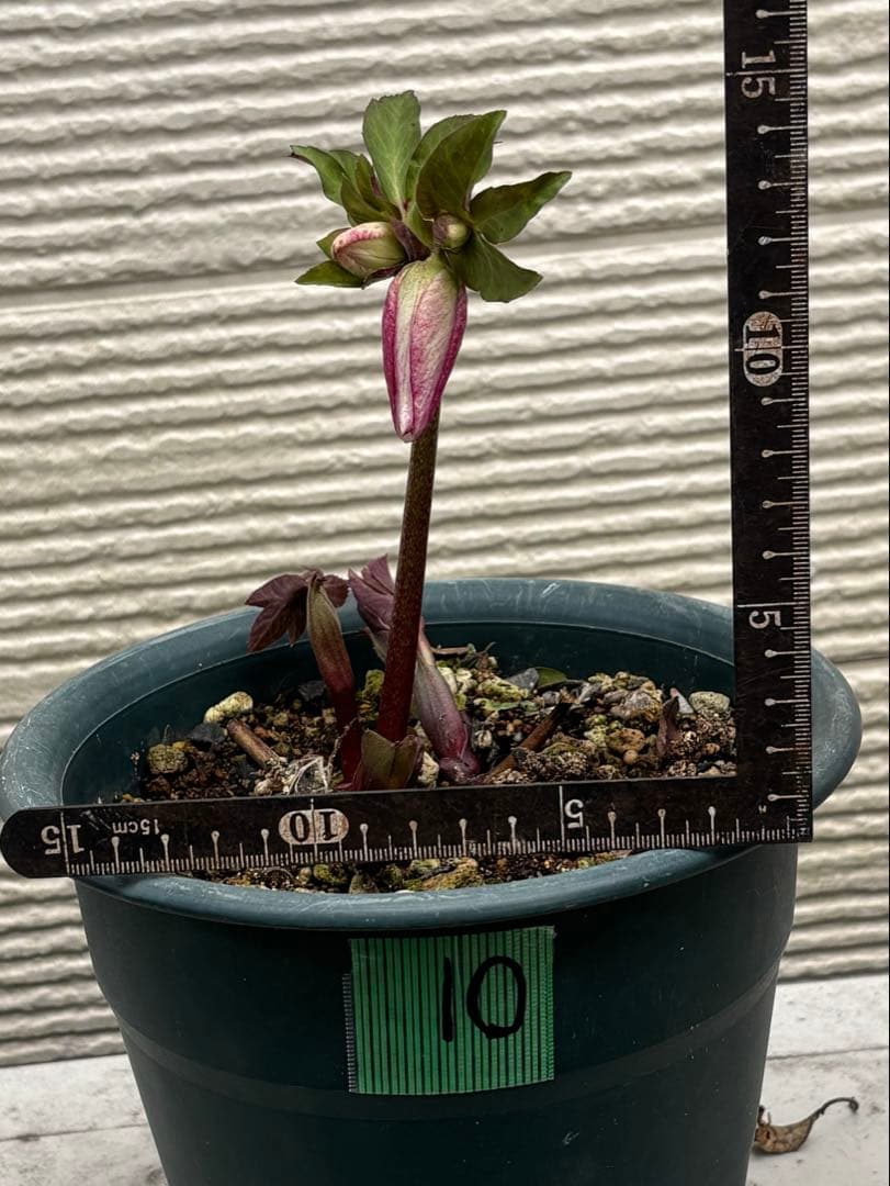 ⑩クリロー SSピンクHarvington Rebekah ハリビングトンリベカ