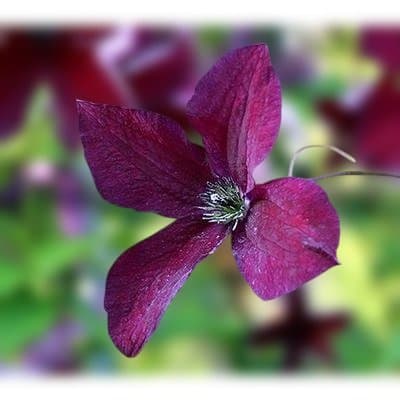 【大株】クレマチス　ブラック　プリンス