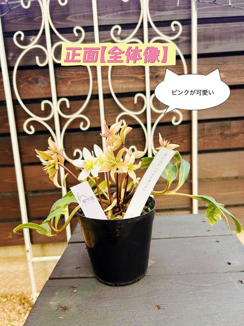 ヘレボルス・ニゲル プロペラ咲き星形花 希少タイプ クリスマスローズ 堀切園