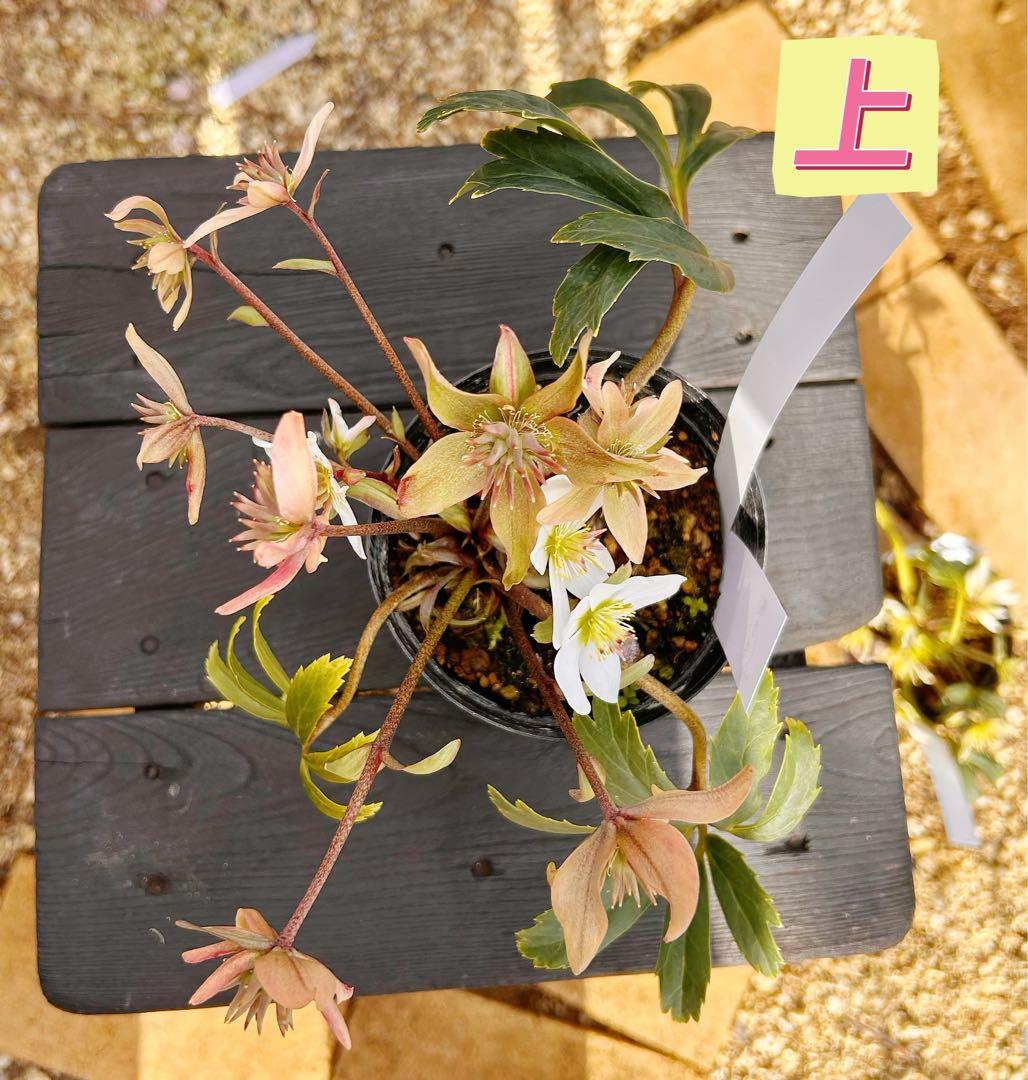 ヘレボルス・ニゲル プロペラ咲き星形花 希少タイプ クリスマスローズ 堀切園