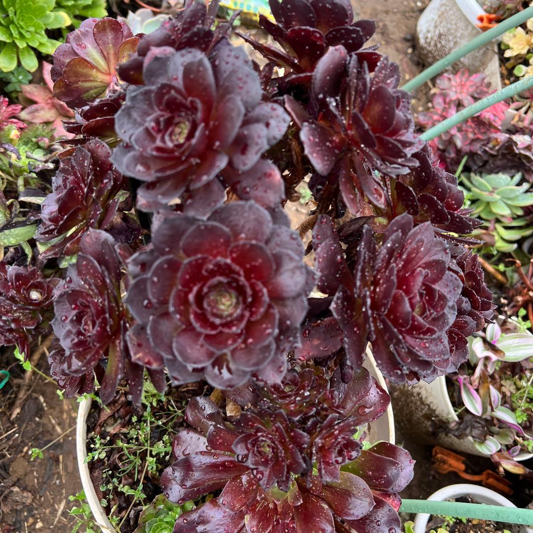 多肉植物。黒の美人法師錦抜き苗