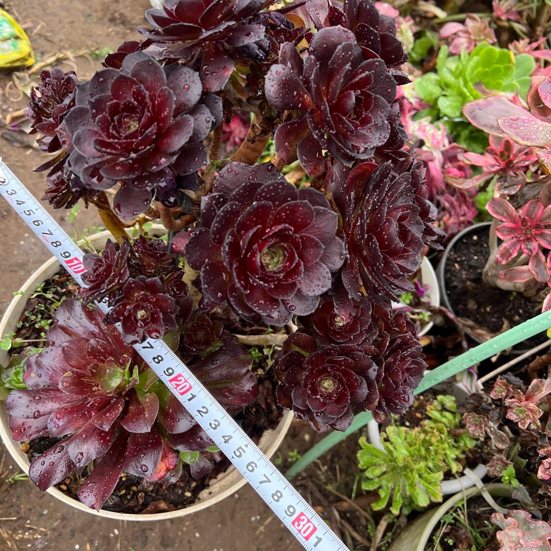 多肉植物。黒の美人法師錦抜き苗