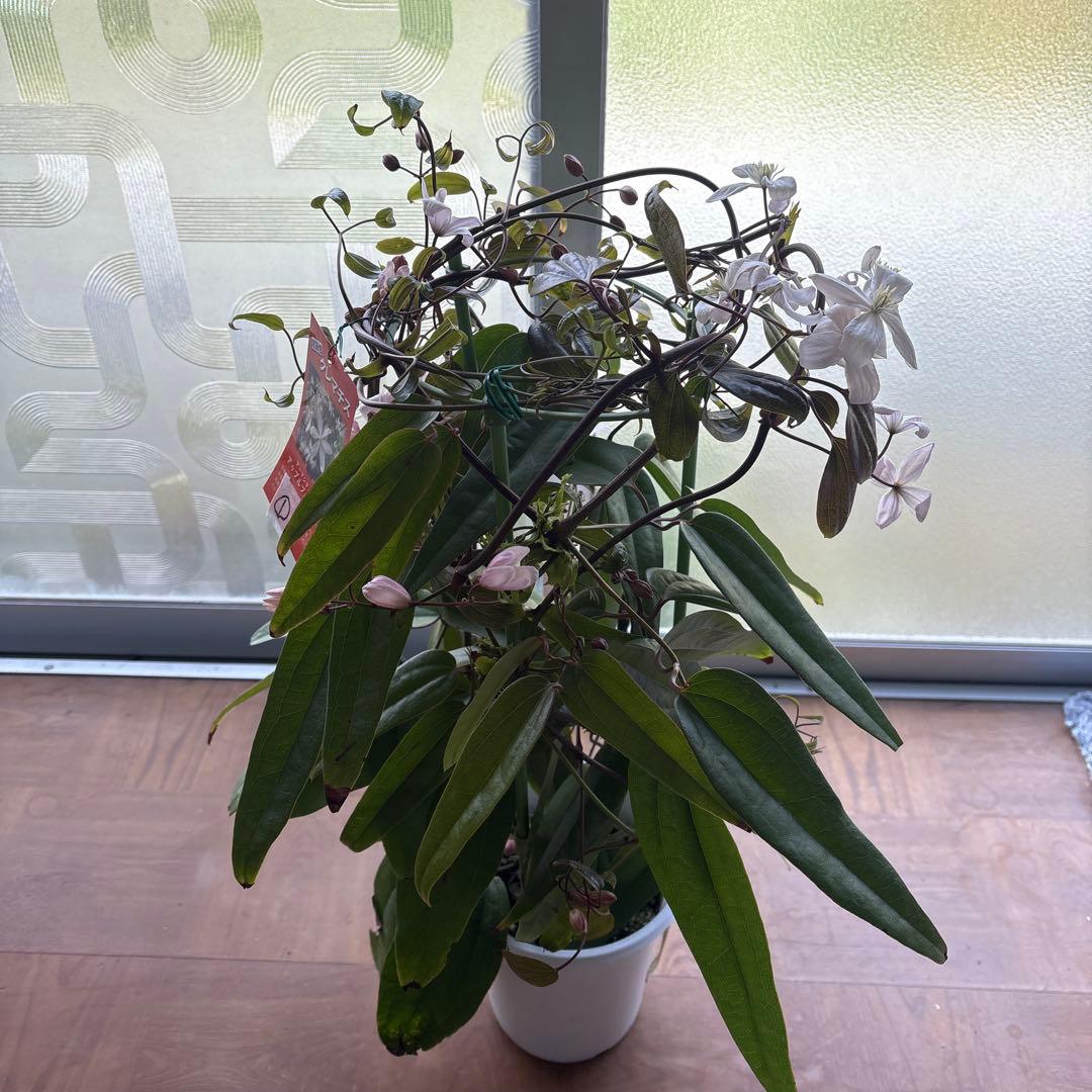 クレマチスアップルブロッサム