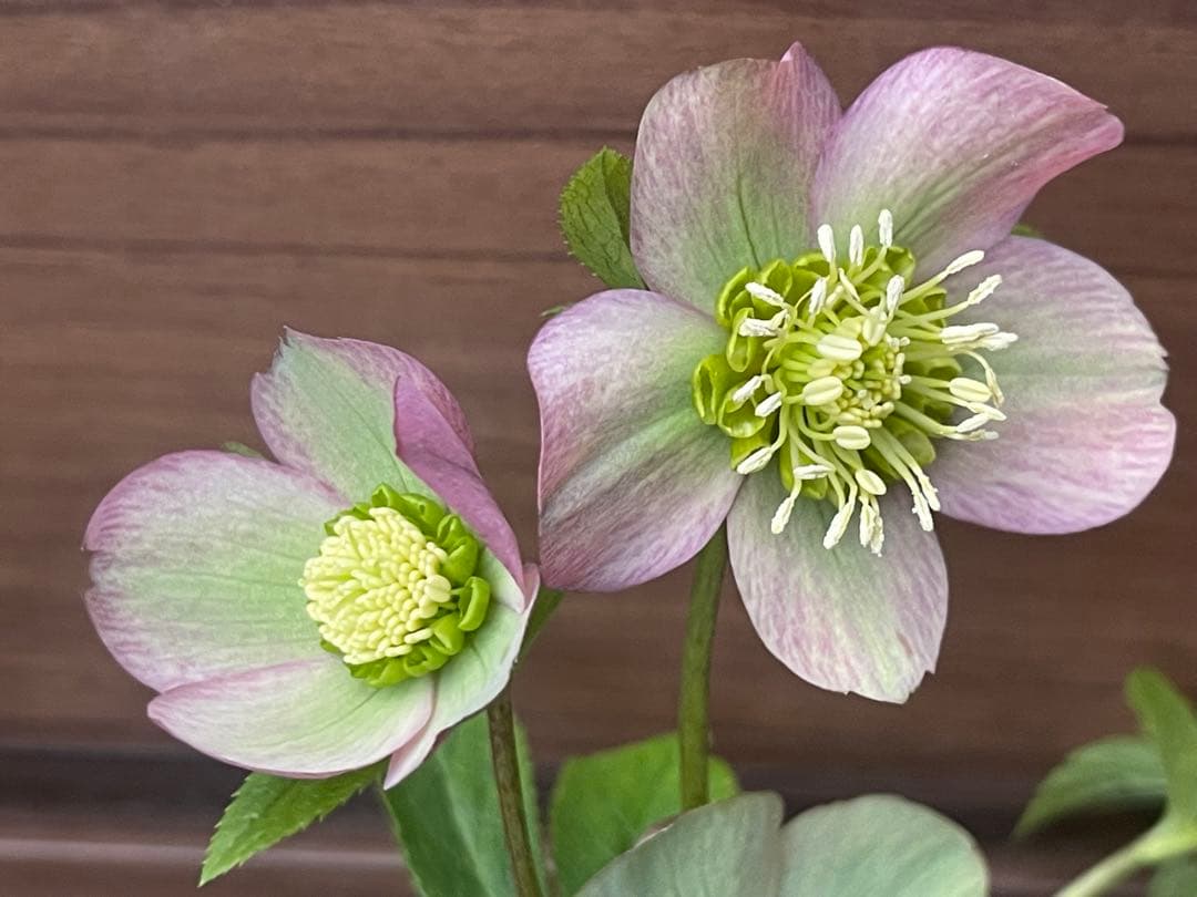 クリスマスローズ苗❣️原55 ピンクバイカラー　ネクタリーグリーンss 原種交配系