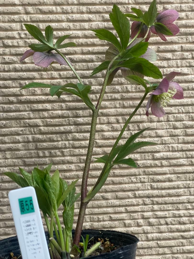 クリスマスローズ苗❣️原55 ピンクバイカラー　ネクタリーグリーンss 原種交配系