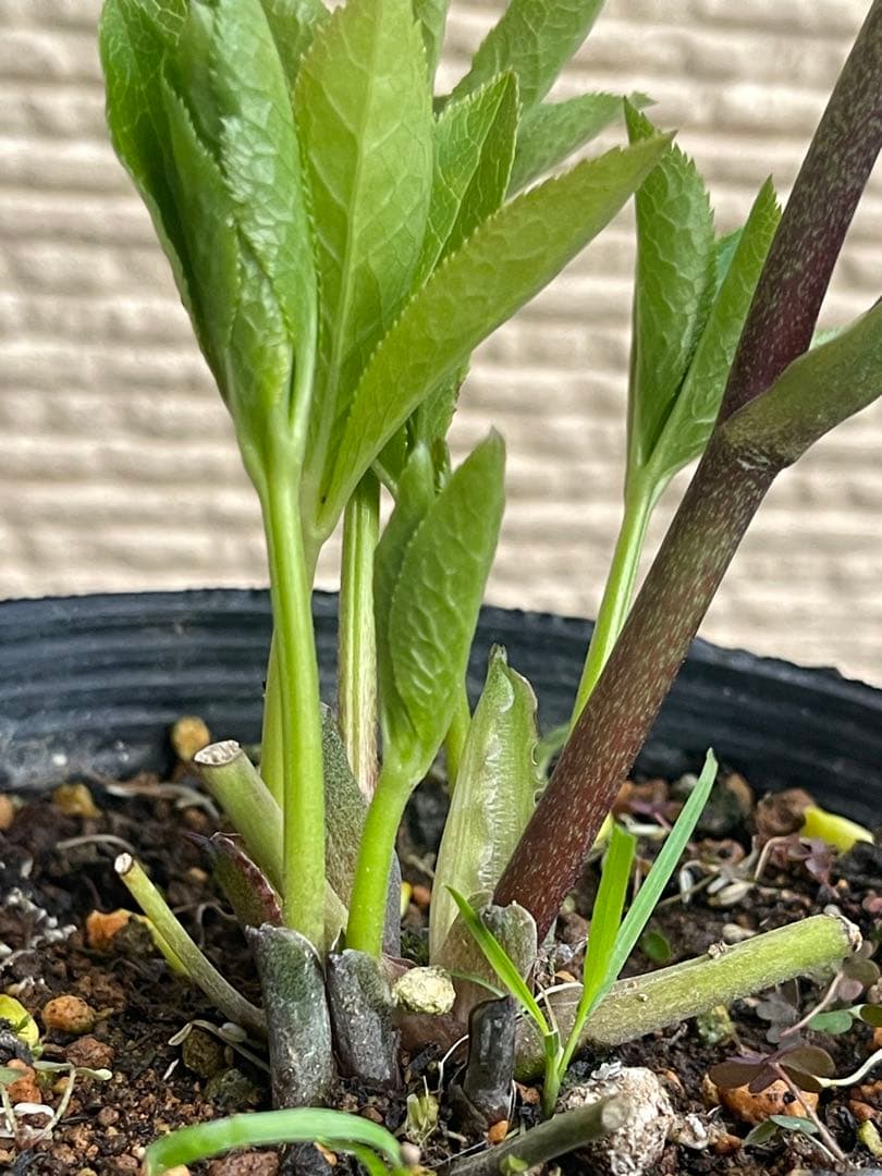 クリスマスローズ苗❣️原55 ピンクバイカラー　ネクタリーグリーンss 原種交配系