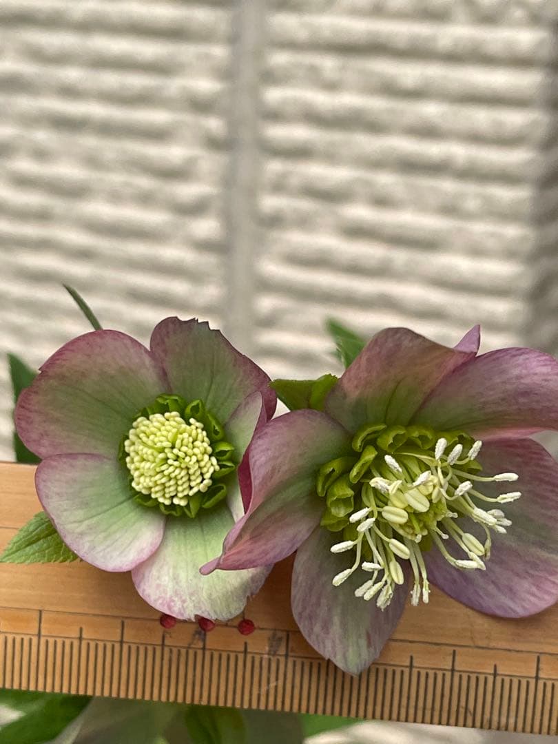 クリスマスローズ苗❣️原55 ピンクバイカラー　ネクタリーグリーンss 原種交配系