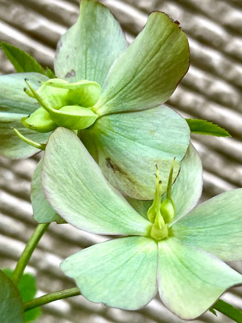 クリスマスローズ苗❣️原55 ピンクバイカラー　ネクタリーグリーンss 原種交配系