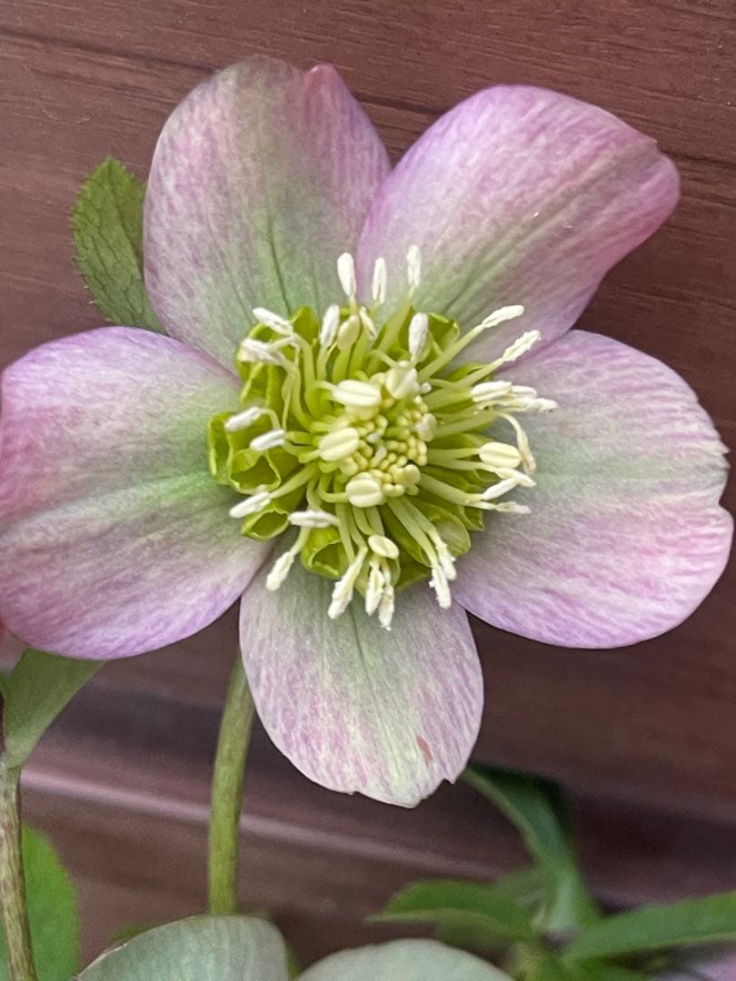 クリスマスローズ苗❣️原55 ピンクバイカラー　ネクタリーグリーンss 原種交配系