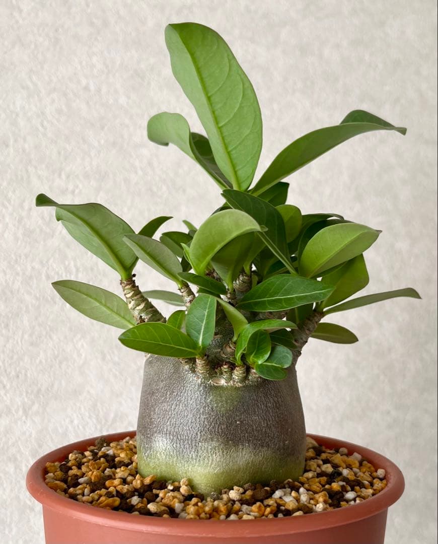 【ブラックスキン/ドワーフ 】アデニウム アラビカム ムーパー A-5 鉢植え