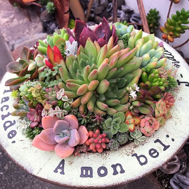 ★多肉植物　寄せ植え〜ブリキ　ハット寄せ〜★