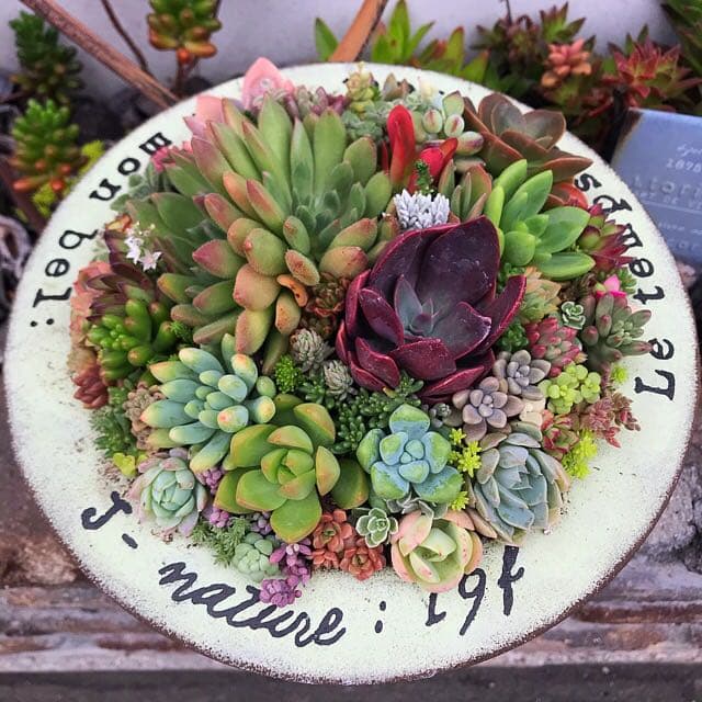 ★多肉植物　寄せ植え〜ブリキ　ハット寄せ〜★
