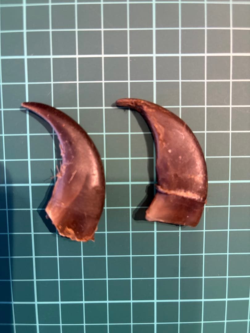 ヒグマの爪　大　2個セット