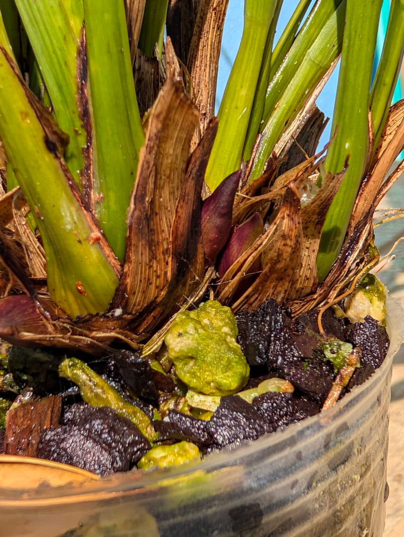 花芽付キンリョウヘン 金稜辺ニホンミツバチ誘引蘭 2鉢+日本蜜蜂蜜蝋50g