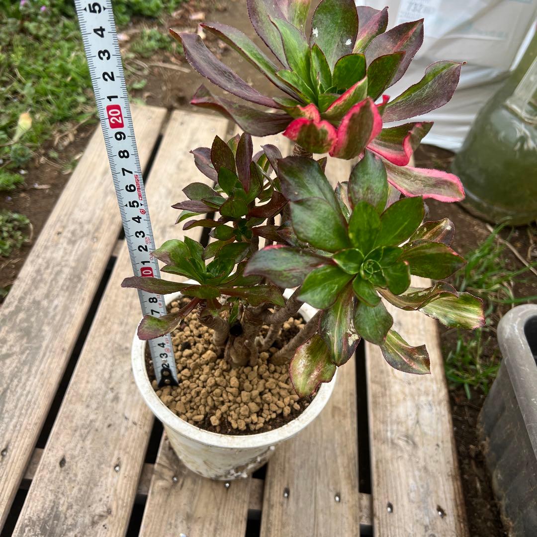 多肉植物。アエオニウム。魅影七彩法師錦抜き苗