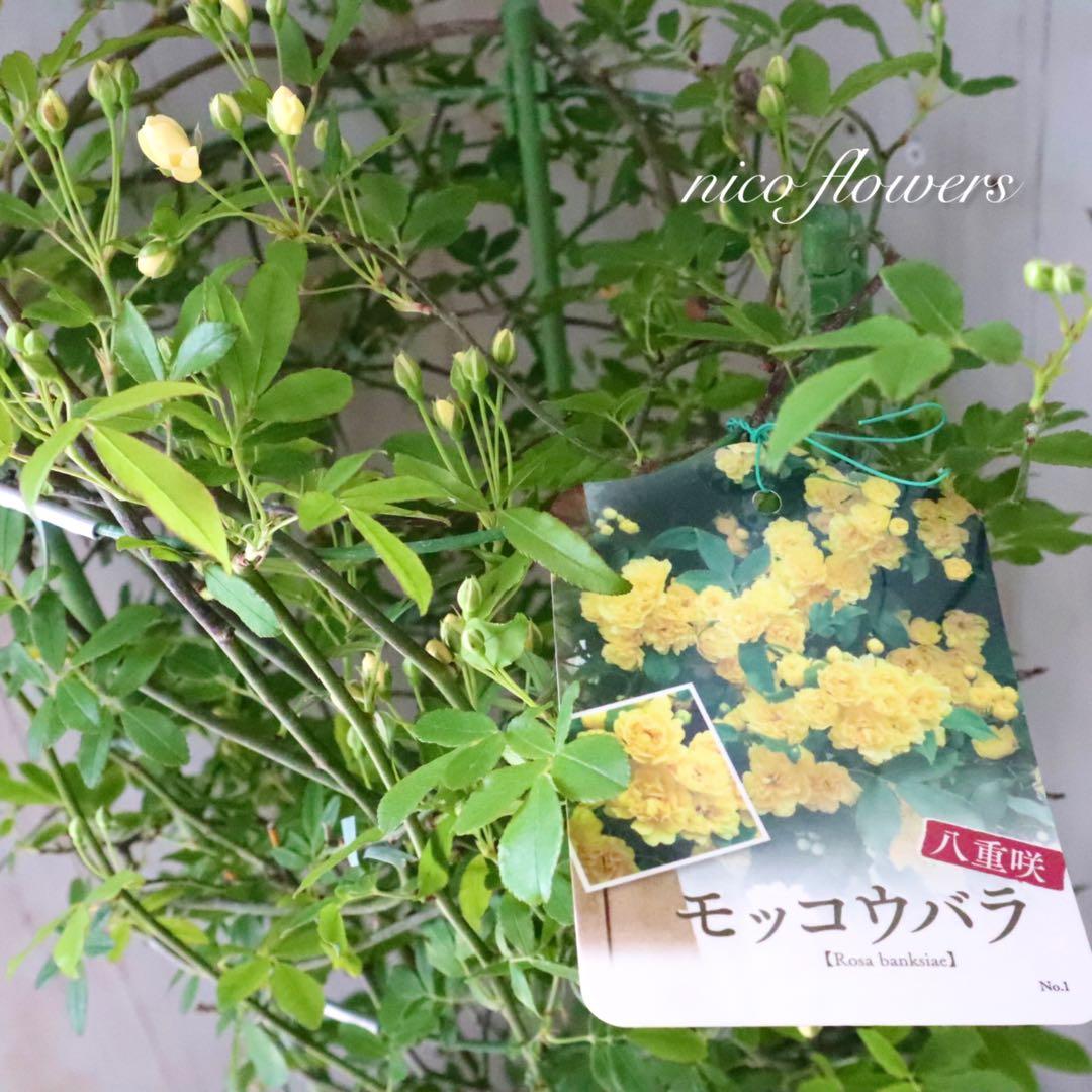 アンドン♡トゲなし♡八重咲き♡モッコウバラ♡黄色♡６寸鉢♡