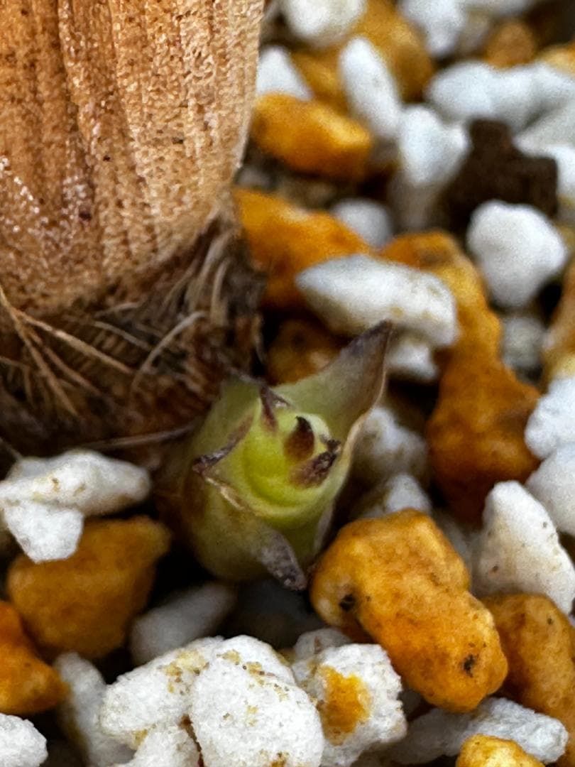 ビルベルギア・ダースベイダー④　子株付き