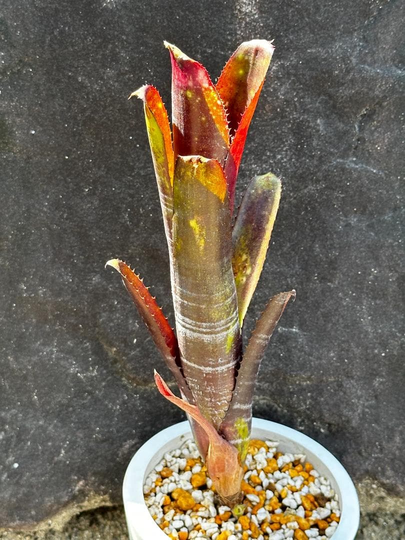 ビルベルギア・ダースベイダー④　子株付き