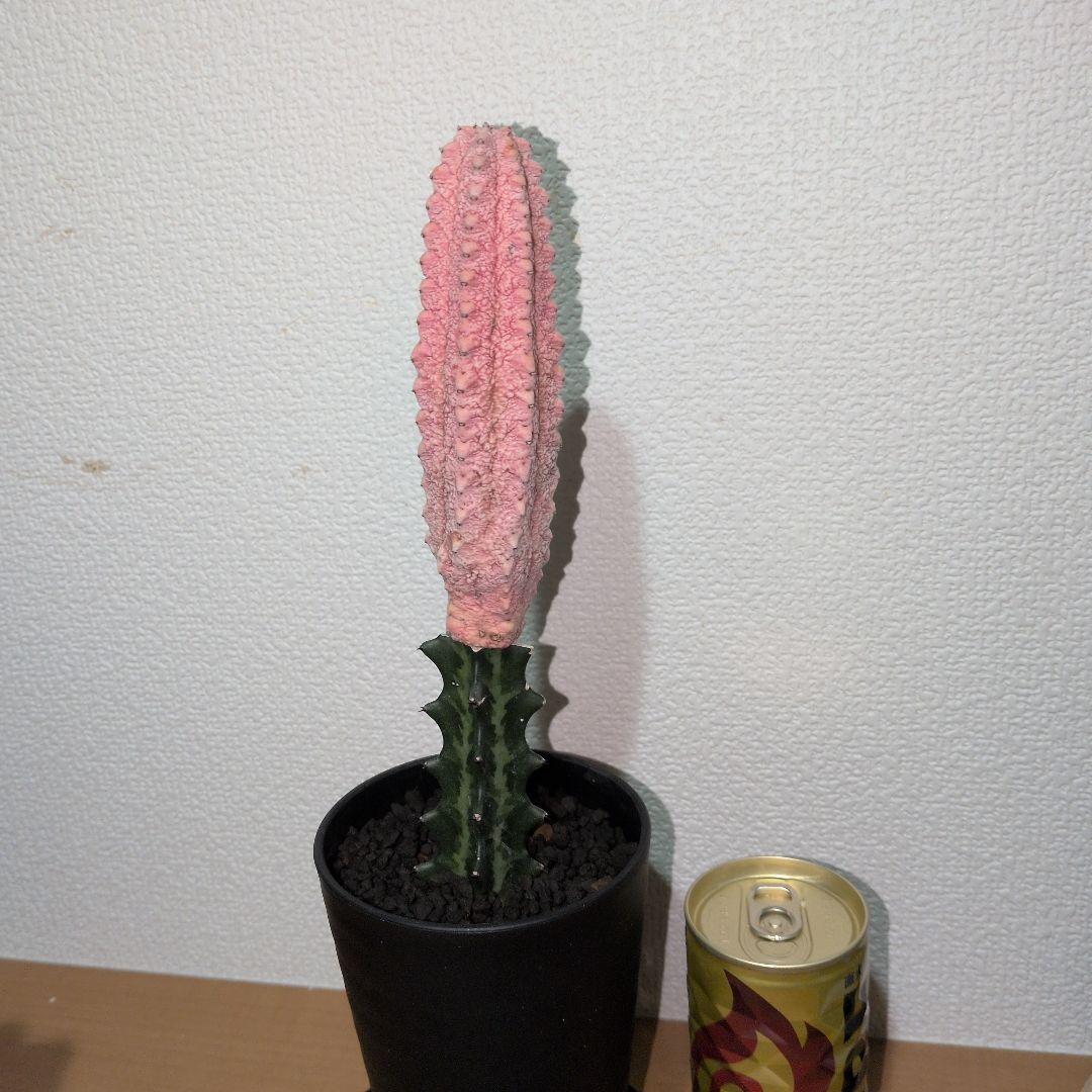 ユーフォルビア　アブデルクリ　ダマスク　接木　（鉢付き)