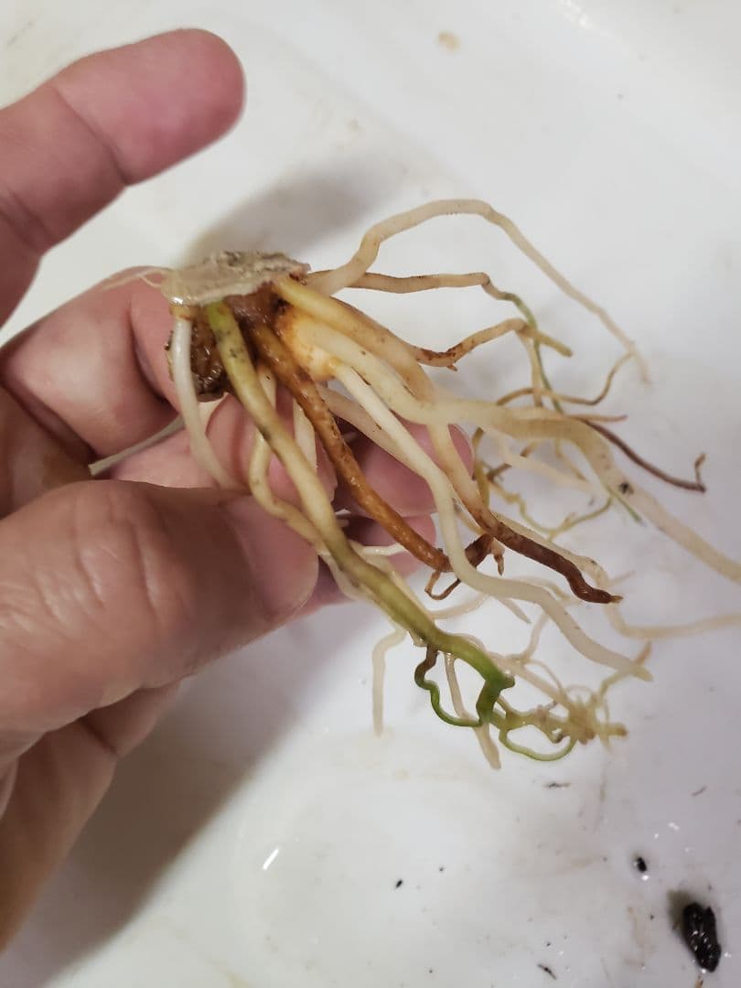 【朝方迄限定価格】ネームド株【Weed】Aglaonema pictum