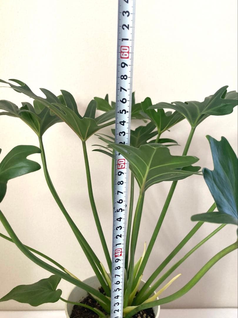 フィロデンドロン　クッカバラ① 大株‼️約58㎝　5号鉢　メルカリ便※鉢ごと発送‼️