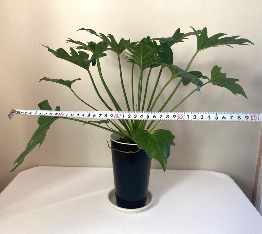 フィロデンドロン　クッカバラ① 大株‼️約58㎝　5号鉢　メルカリ便※鉢ごと発送‼️