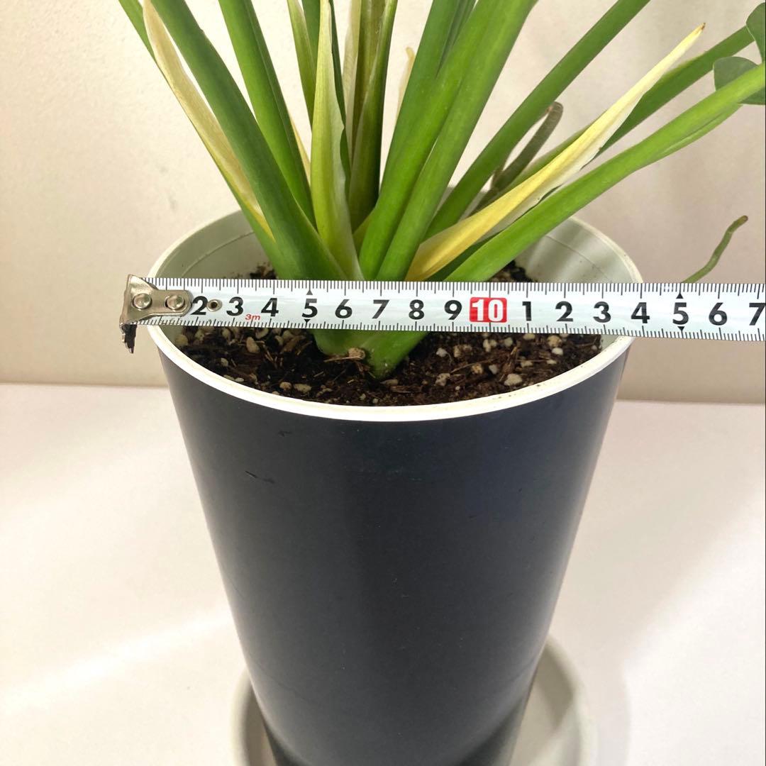 フィロデンドロン　クッカバラ① 大株‼️約58㎝　5号鉢　メルカリ便※鉢ごと発送‼️