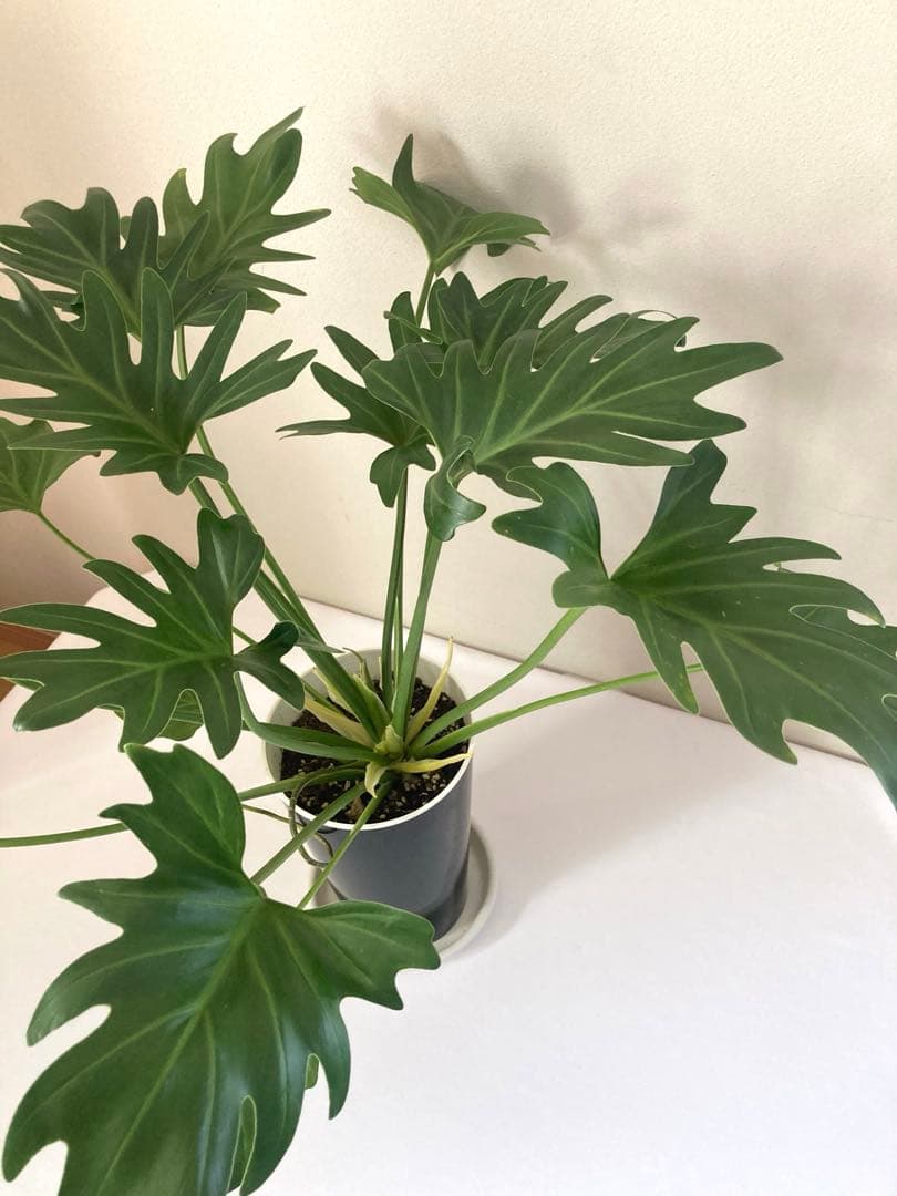 フィロデンドロン　クッカバラ① 大株‼️約58㎝　5号鉢　メルカリ便※鉢ごと発送‼️