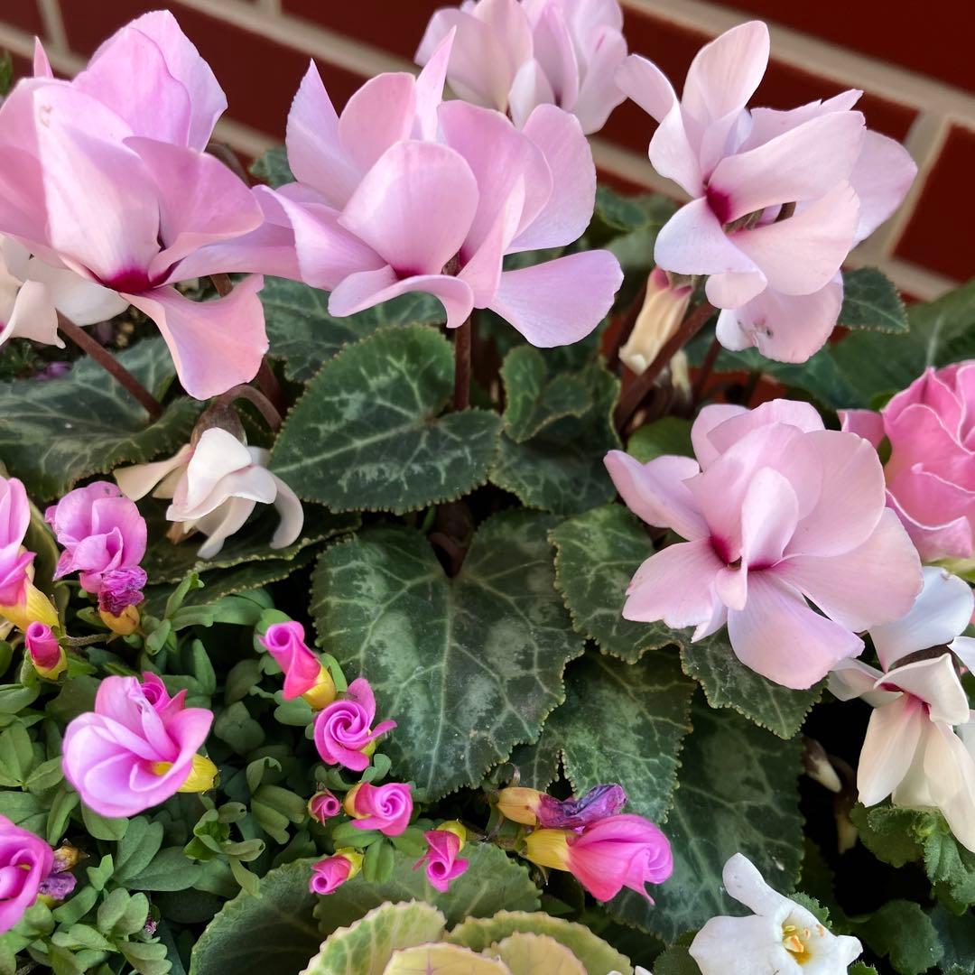 オキザリス　ラブハピネスの寄植え