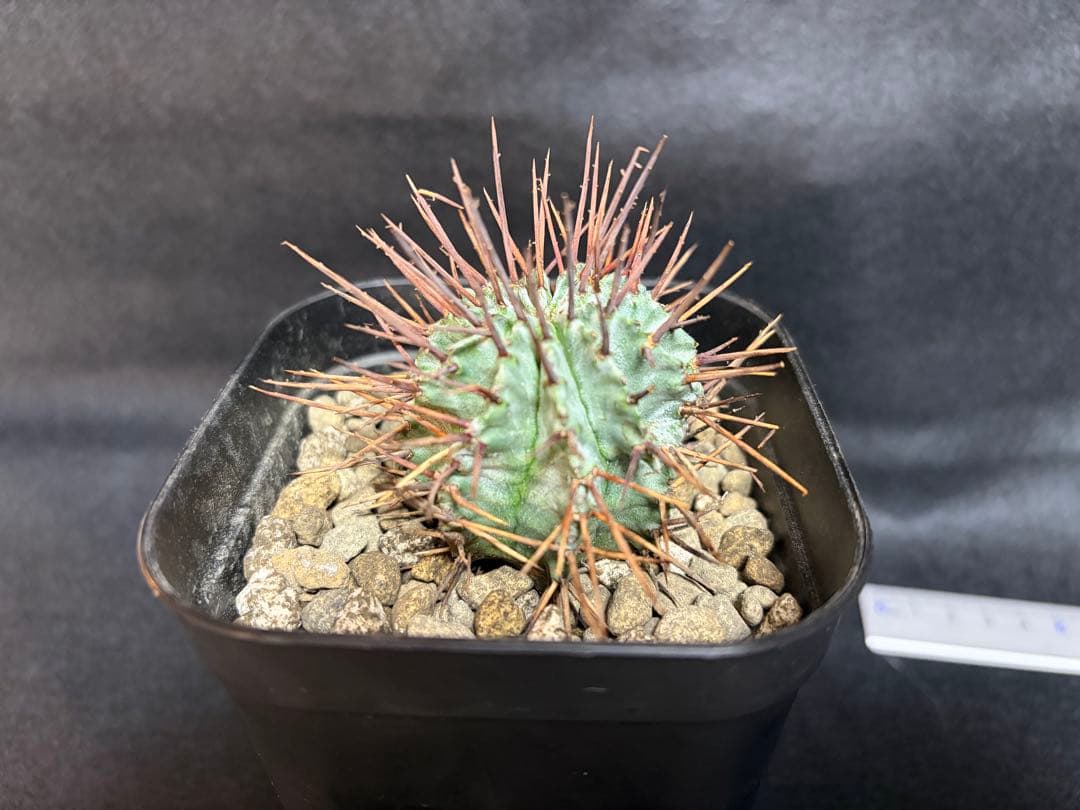 ユーフォルビア　白衣ホリダ　マジョール　3点セット