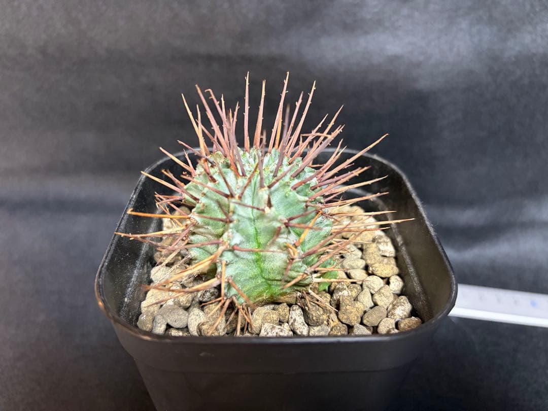 ユーフォルビア　白衣ホリダ　マジョール　3点セット