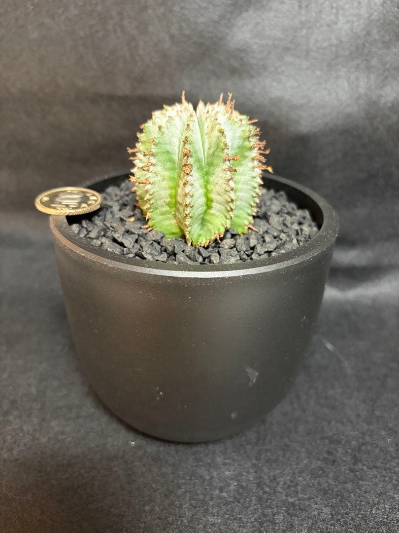 ユーフォルビア　白衣ホリダ　マジョール　3点セット