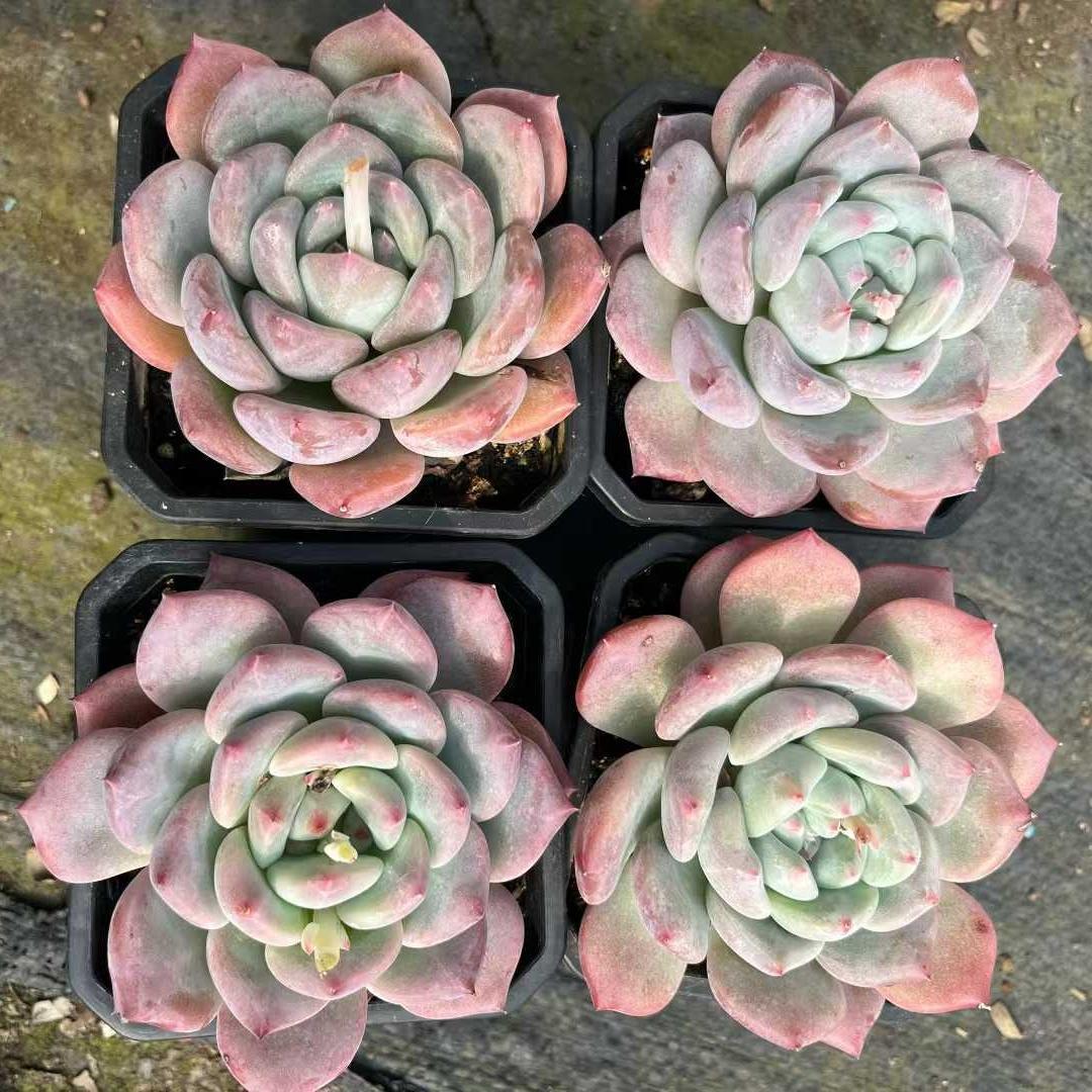 Top【選抜株】多肉植物　23393シャングリラ　10個　鉢無し/脱土