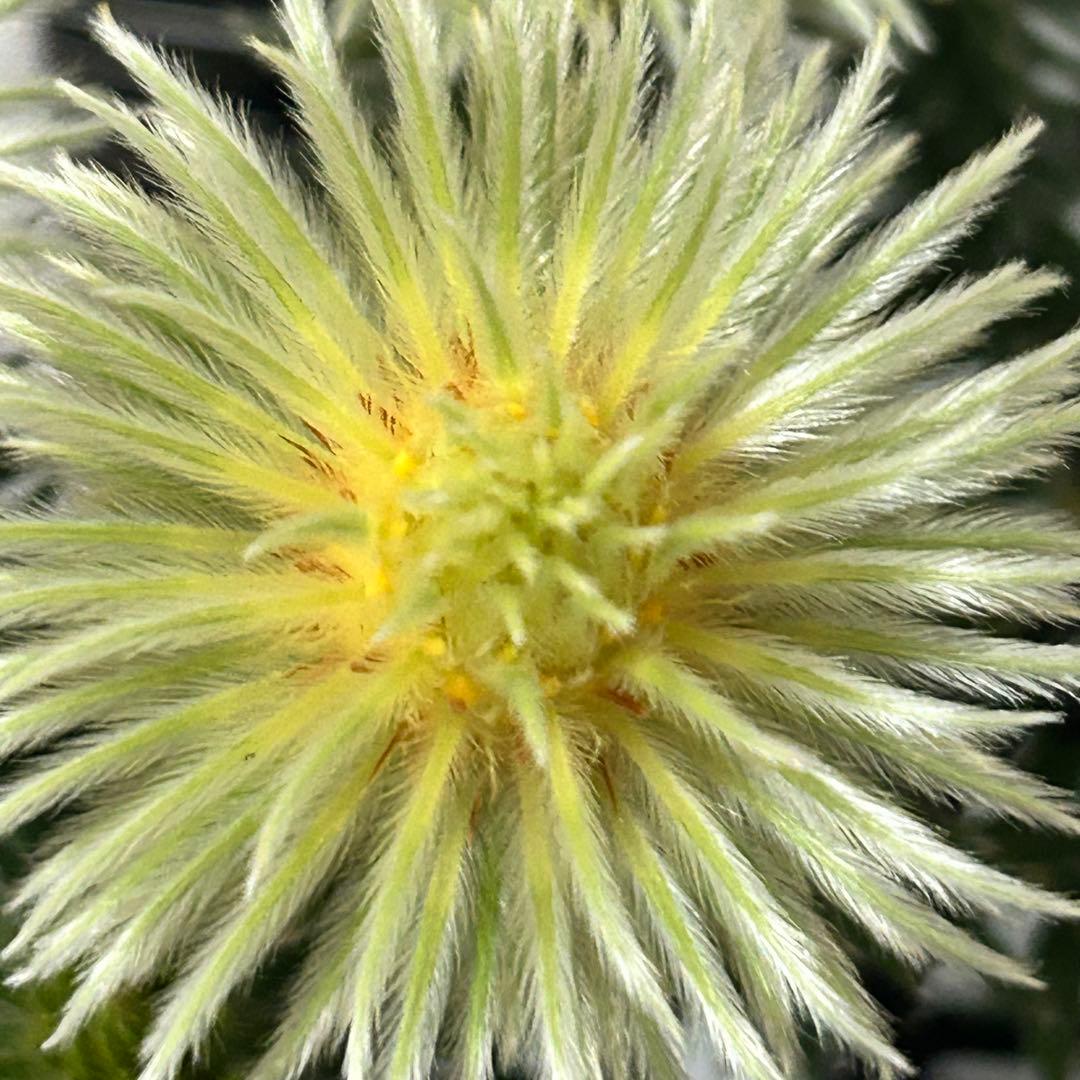 フィリカ　プベッセンス　ワフトフェザー