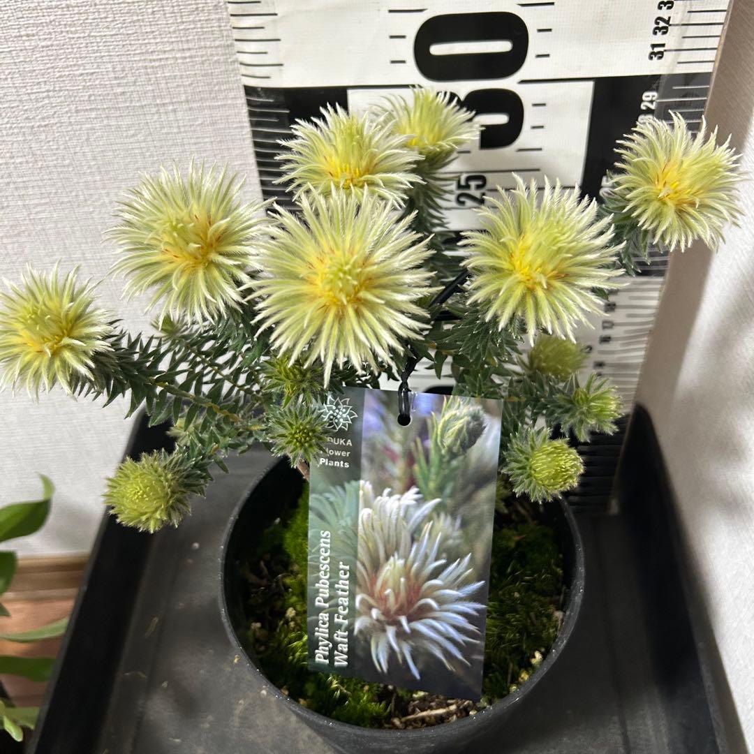 フィリカ　プベッセンス　ワフトフェザー