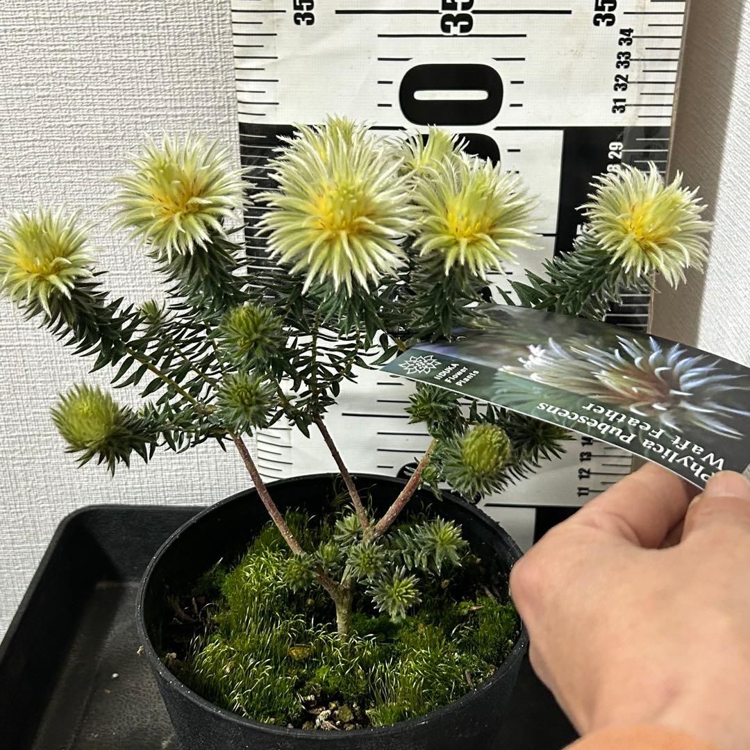 フィリカ　プベッセンス　ワフトフェザー