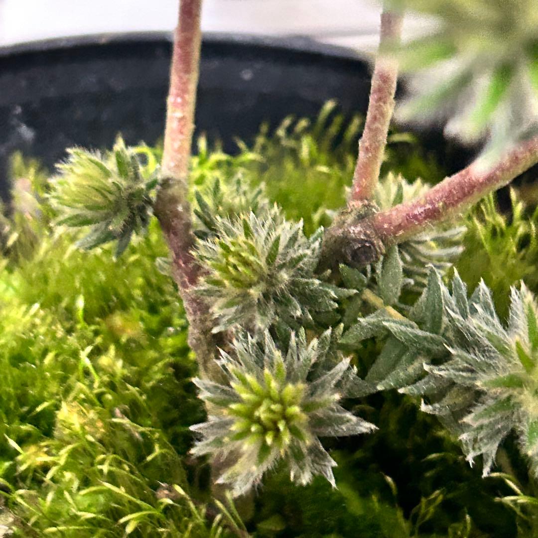 フィリカ　プベッセンス　ワフトフェザー