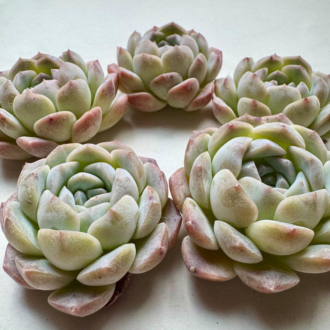 crea様 リクエスト 7点 まとめ商品