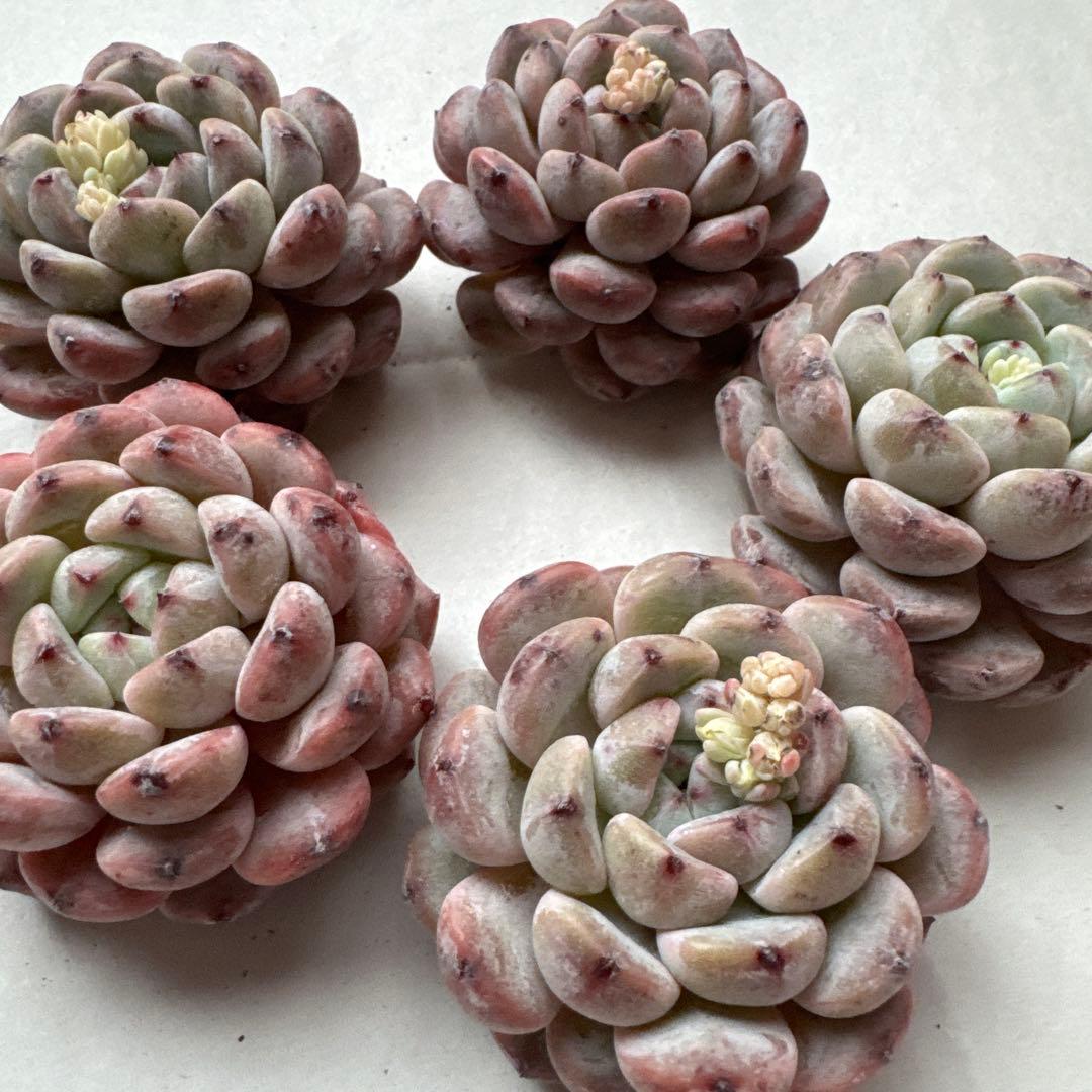 crea様 リクエスト 7点 まとめ商品